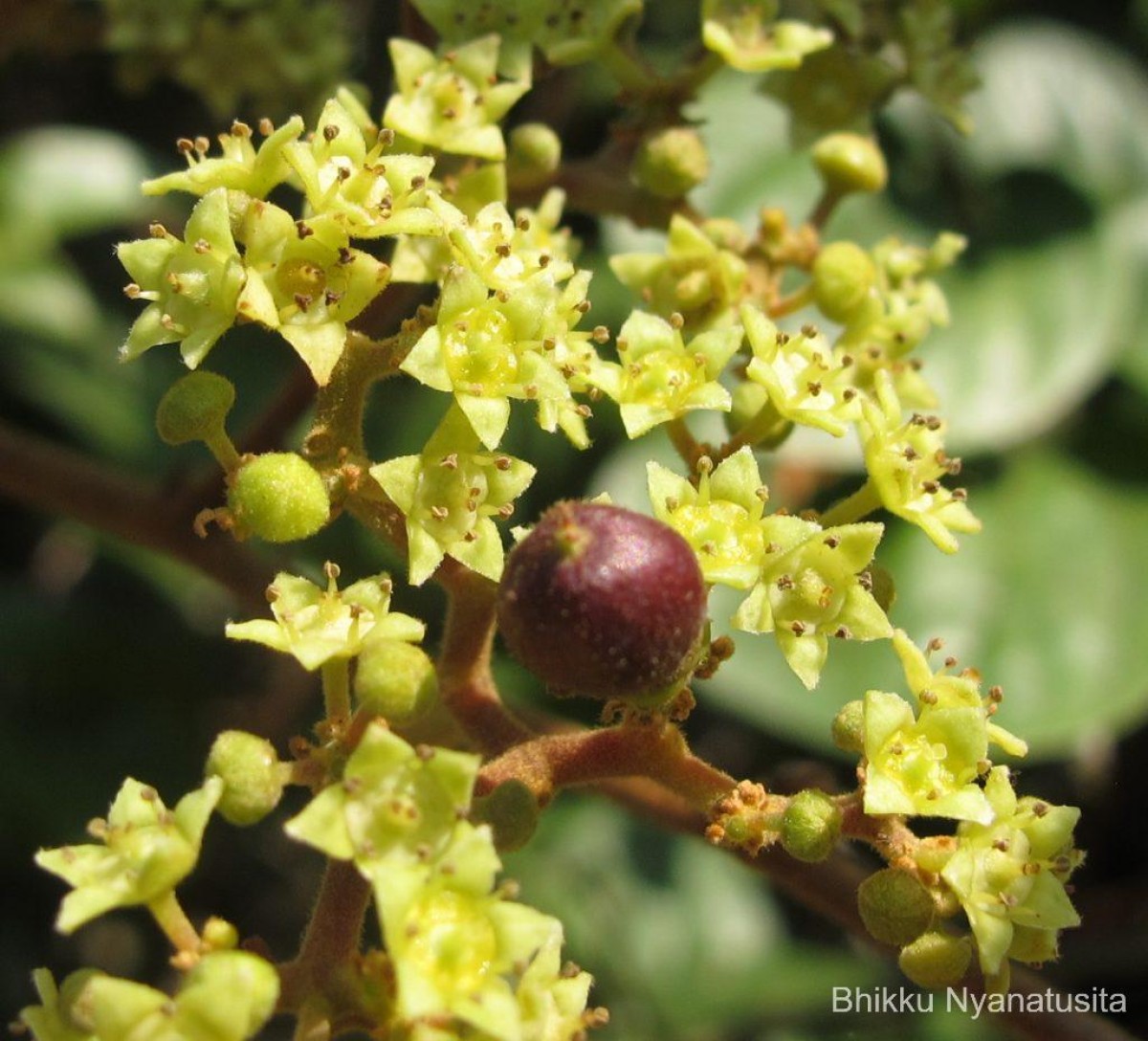 Ziziphus rugosa Lam.